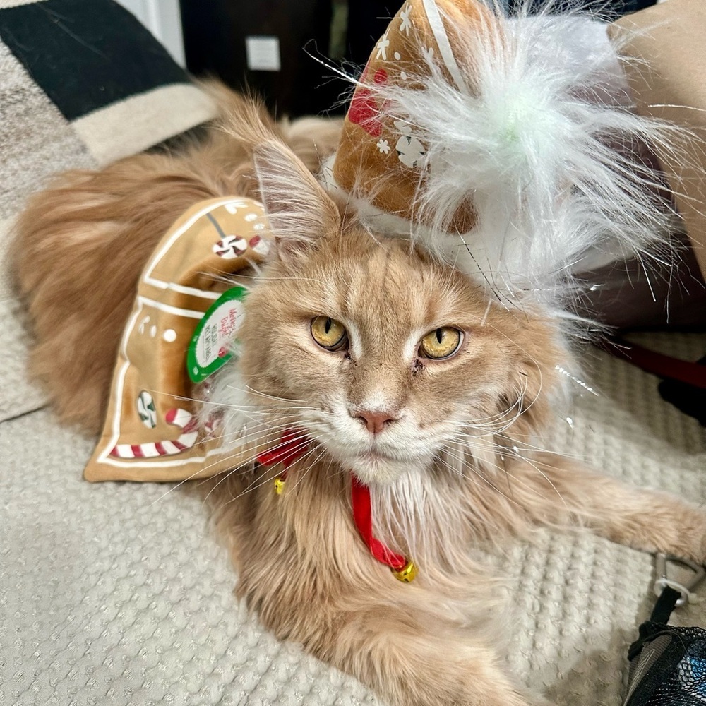 Merry & Bright Gingerbread House Pet Cape & Hat Set – Size M/L – New with Tags - Picture 13 of 15